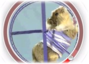 Hip Hamster works out in the first ever round YouTube.jpg